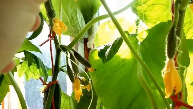 Как вырастить огурцы на балконе,How to grow cucumbers on the balcony смотреть онлайн