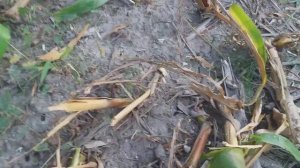 Уборка кукурузы на силос. Фазы созревания початков. Тародинине Агро .