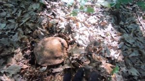 Гигантские белые грибы в Краснодарском крае!