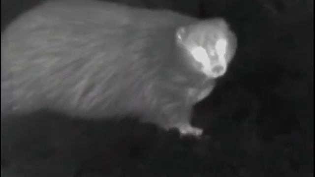 Badger filmed with Pulsar Helion XQ50F Thermal смотреть онлайн