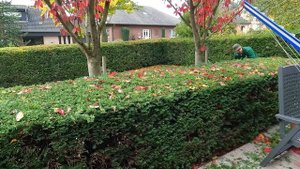 Kustorez Cutting a Yew Hedge | pruning