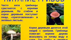 рассказ о гриба, и все, что нужно знать о грибах