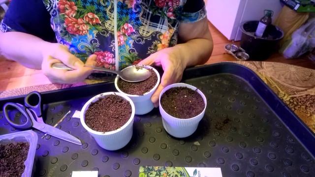 посадка томата каменный цветок