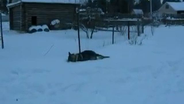 Чешский влчак.