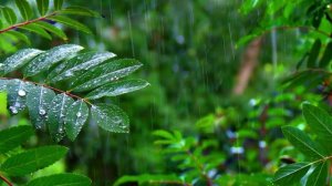 Звуки дождя, летний дождь и пение птиц, звуки природы