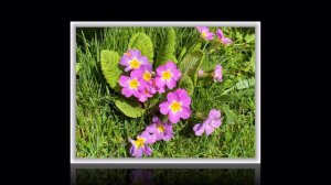 AMAZING FLOWERS of the World GARDEN    Primrose primula vulgaris Primavera  flowers   2023