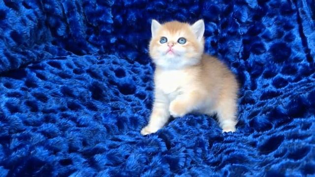 Голубоглазые котята такие милые на голубом фоне!