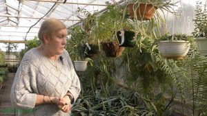 Цикас или саговник(цветение)