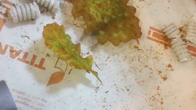 Разведение Австралийского рака, кормление червячком, АККР смотреть онлайн