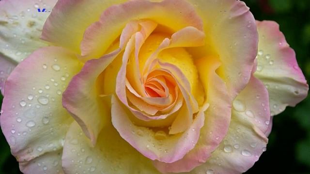 детская одежда из америки смотреть онлайн