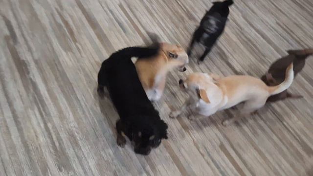 готовимся поваляться с моими любимыми чихуахуа Кастропуло Крым Симферополь смотреть онлайн