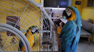 А у нас новый попугай!  Попугай ара, какаду,Гиацинтовый Ара.  Попугай бесится.