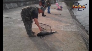 "Подкошанный" толстолобик на Десногорском водохранилище. 27.04.2014г