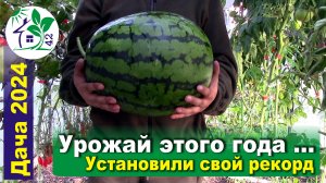 Урожай этого года ... Установили свой рекорд!