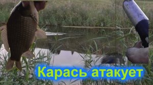 Крупный карась атакует наживку