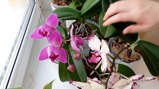 Продолжаю делать перестановку💚 Душа требует перемен Часть 2🌸 смотреть онлайн