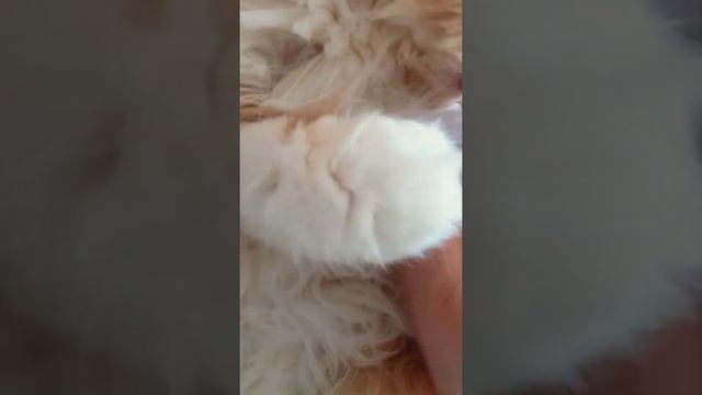 Первые признаки беременности персидской кошки смотреть онлайн