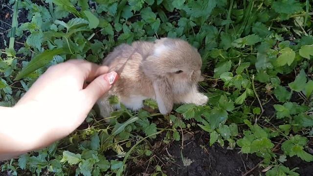 ПОЖАЛУЙСТА ЖИВИ, МАЛЫШ! Маленький кролик совсем плох, что то пошло не так смотреть онлайн