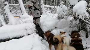 ОХОТА - МОЯ ЖИЗНЬ. Охота на бобра. Охота на куницу