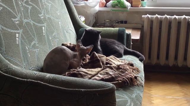 Такая любовь сфинкса и британца :) смотреть онлайн