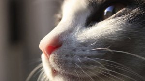 Особенности анатомии органов дыхания у кошек