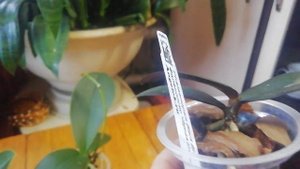 Уход за орхидеей подростком. 30.01.2022.