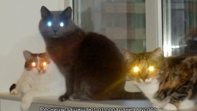 Почему у кошек светятся глаза в темноте: основные причины смотреть онлайн