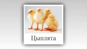 Детёныши животных. Презентация для детей.