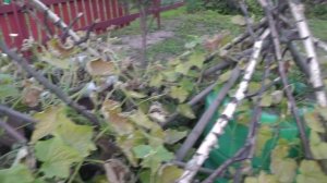 Выращивание огурцов....в Бочках!