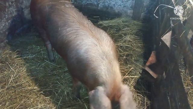 Не большой обзор что у нас происходит на хозяйстве смотреть онлайн