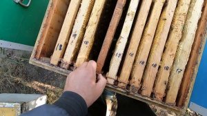 СКОЛЬКО РАМОК И МЁДА В ЗИМУ, НУЖНО ЛИ СОБИРАТЬ ГНЁЗДА В ЗИМУ...? В ЭТОМ УЛЬЕ МЁДА В ЦЕНТРЕ НЕ БЫЛО!