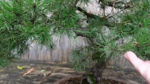 КАК РАСТУТ БАНАНЫ? КАРЛИКОВЫЕ ДЕРЕВЬЯ/ГИГАНТСКИЕ КАКТУСЫ?   SCHLOSSRESIDENZ LUDWIGSBURG