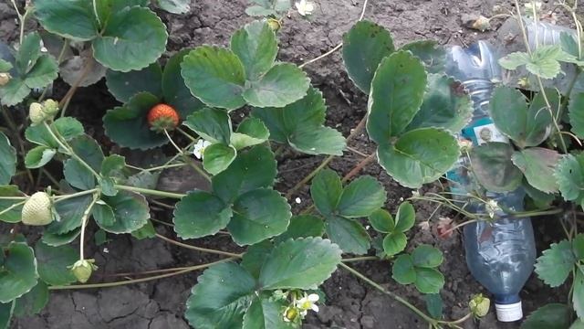 ЛУЧШИЕ  СОРТА  РЕМОНТАНТНОЙ  КЛУБНИКИ И СОРТА  НЕУСТОЙЧИВЫЕ  К БОЛЕЗНЯМ
