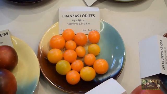 Выставка томатов 2019 .Рига. смотреть онлайн