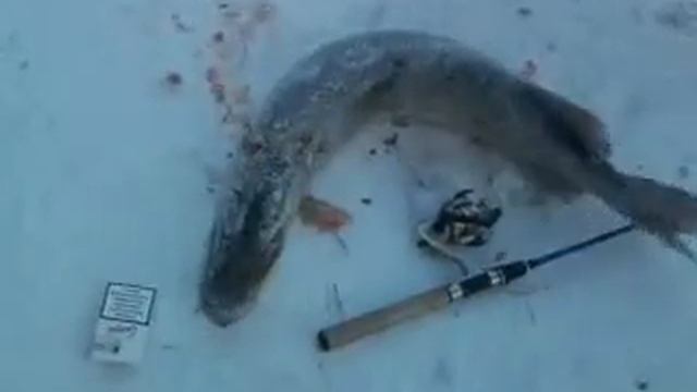 Щука на 7 кг. смотреть онлайн