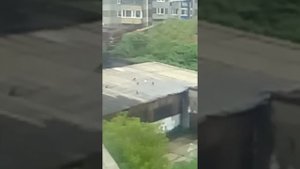 Чайка против ворон