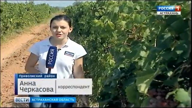 В Астраханской области испытывают технические сорта винограда смотреть онлайн