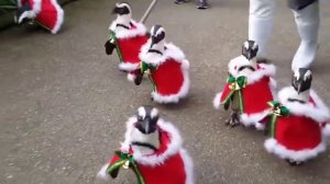 Парад пингвинов с костюмах Санты