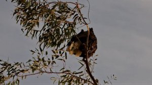 bald eagle at lake ming using the dwarf 2 telescope