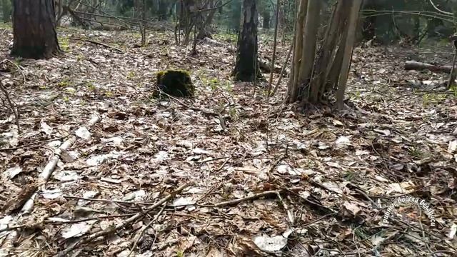 ?? Строчки, Строчки, Строчки.., везде Строчки и два Сморчка! смотреть онлайн