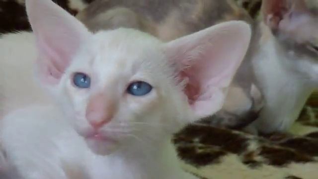 Siamese red tabby point kitten смотреть онлайн