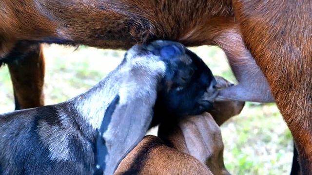 Пастораль: Англо-нубийские козы