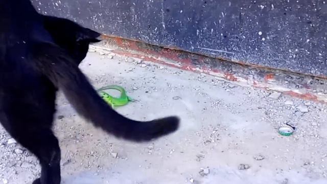 Ящерица напала на кота смотреть онлайн
