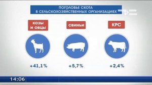 Поголовье скота в сельхозорганизациях области растет