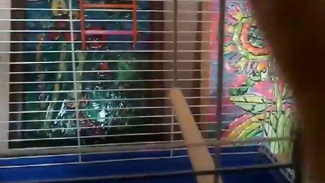 Клетка для волнистого попугая смотреть онлайн