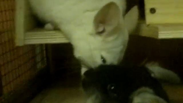 Ссаживание шиншилл 4 смотреть онлайн