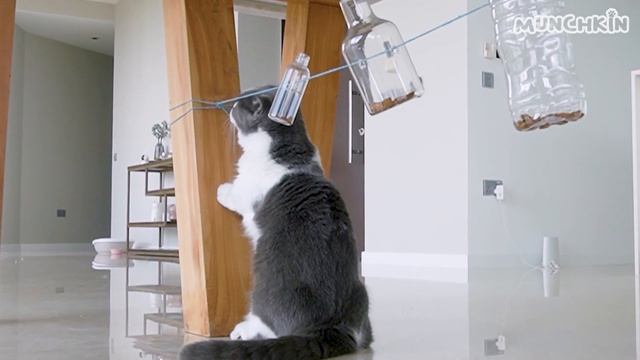 Can Cats Solve Bottle Puzzle? смотреть онлайн
