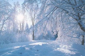 Артём Гельман - В лес