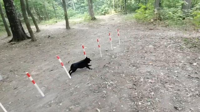 Сложная отработка running contacts с помощью коврика и слалома. Шипперке Ариша. смотреть онлайн