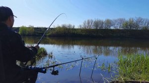 Дождался! КАРАСЬ начал клевать на ЧЕРВЯ! Ловля на фидер в мае.mp4